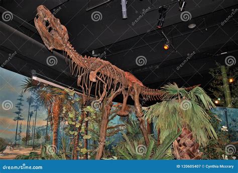 Dinosaur Skeleton in North Carolina Museum of Natural Sciences ...