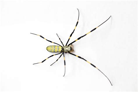 Like it or not, Joro spiders are here to stay