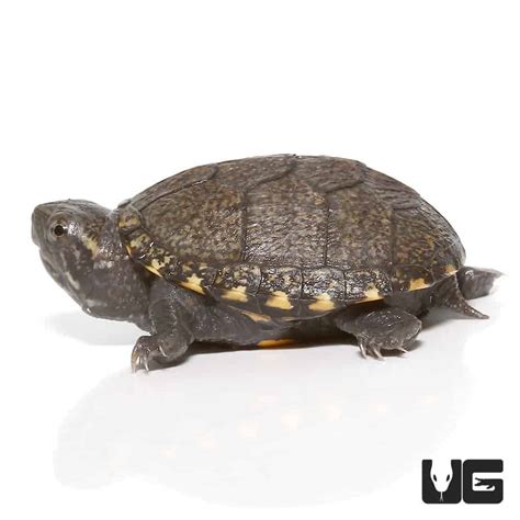 Baby Eastern Mud Turtles (Kinosternon subrubrum subrubrum) For Sale ...