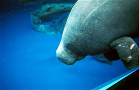 West African Manatee: The Animal Files