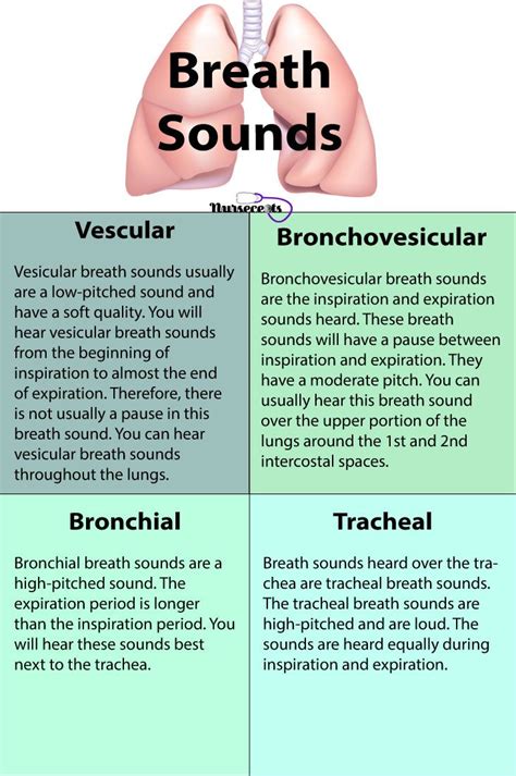 Nursing Health Assessment of the Respiratory System | Nursing school ...