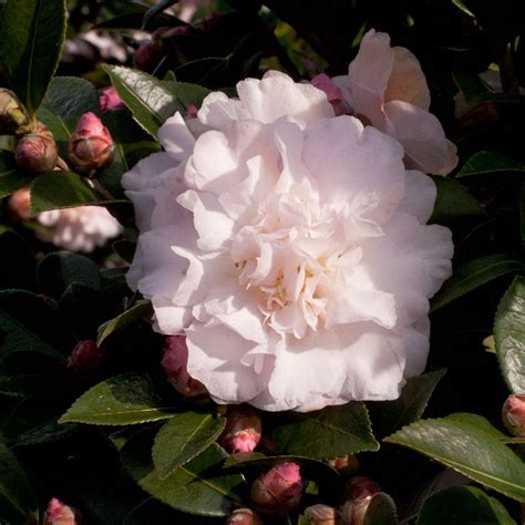 Southern Living Plant Collection 2 Gal. October Magic Dawn Camellia(sasanqua) - Live Evergreen ...