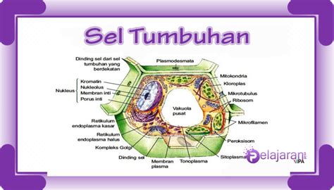 Sel Tumbuhan - Pengertian, Struktur dan Fungsinya dengan Penjelasan ...