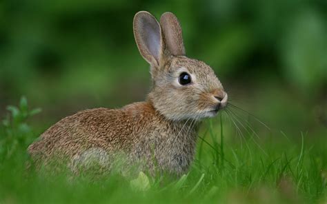 Rabbit meadow wallpaper | 1920x1200 | #14062