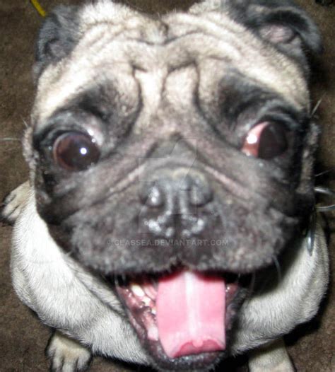 laughing Pug by Classea on DeviantArt