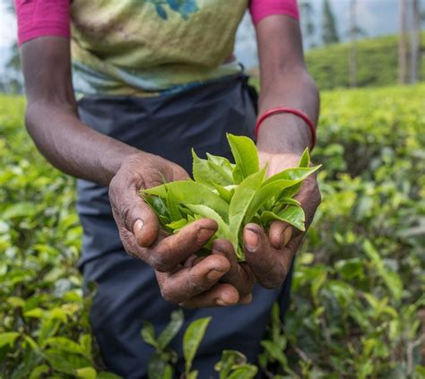 Harvesting Tea Plants - Tips On How To Harvest Camellia Sinensis
