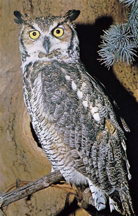 Great horned owl | Size, Habitat, & Facts | Britannica