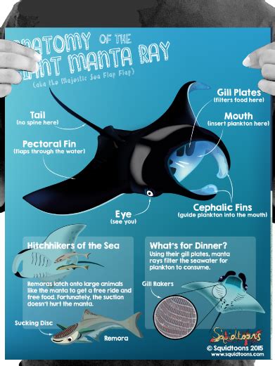 Stingray Anatomy - Anatomical Charts & Posters