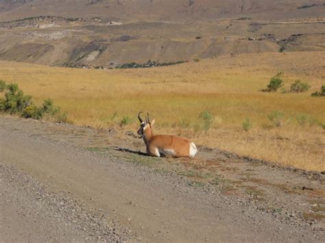 The Wildlife of Yellowstone - WanderWisdom