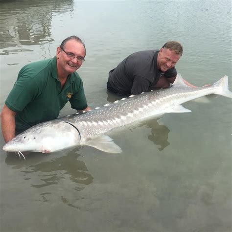 Best Times for Sturgeon Fishing the Fraser River BC