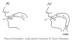 The English Fricatives - Tanvir's Blog