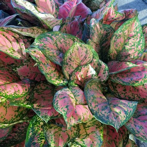 Aglaonema Red Valentine Live plant 10 nursery pot. | Etsy