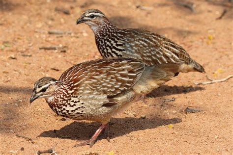 Crested Francolin Bird - Charismatic Planet