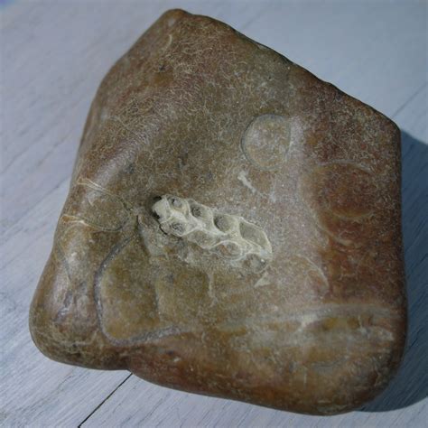 Seashell fossil? - Fossil ID - The Fossil Forum