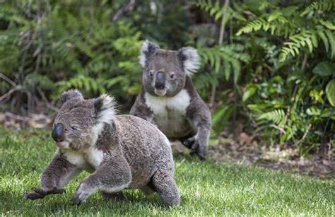 Protecting Koala habitat from Goats and Compliance for E4 Land - News Of The Area