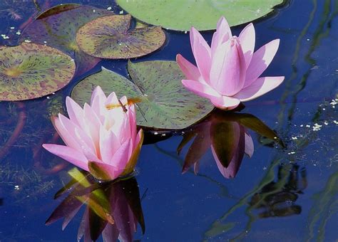 Lily Pad Pond Photograph by Elizabeth Sullivan - Fine Art America