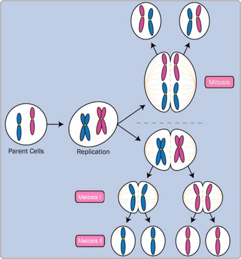 Meiosis - Function, Phases and Examples - Biology Online Dictionary