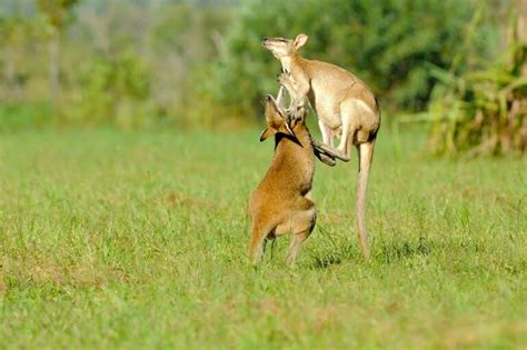 Northern Territory Archives - The Wildlife Diaries