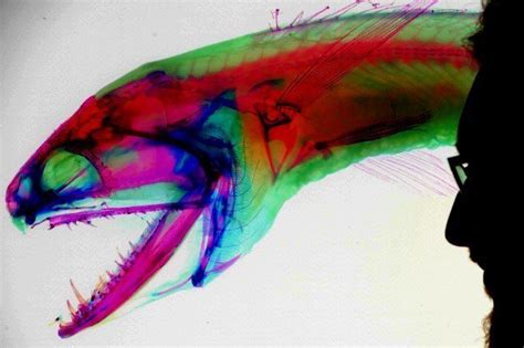 Dragonfish with invisible human teeth found - Daily Star