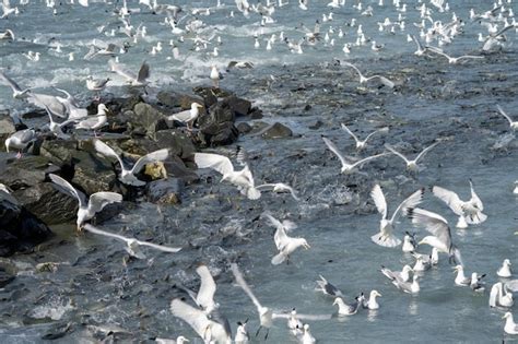 Seagull Habitat Images - Free Download on Freepik