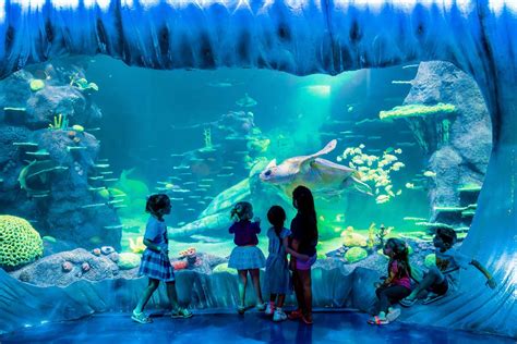 Sydney Aquarium - tickets, prices, discounts, what to see