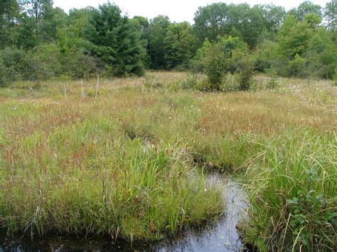 Bogs and Fens – Turtle Guardians