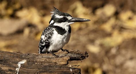 Pied Kingfisher – Photography by Pete Dobre