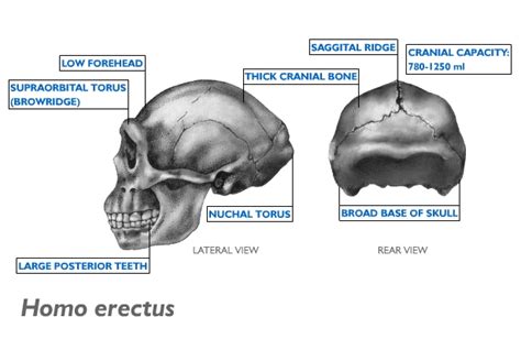 Homo Erectus Diagram