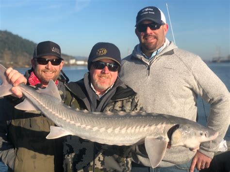 Willamette River - Sturgeon fishing report