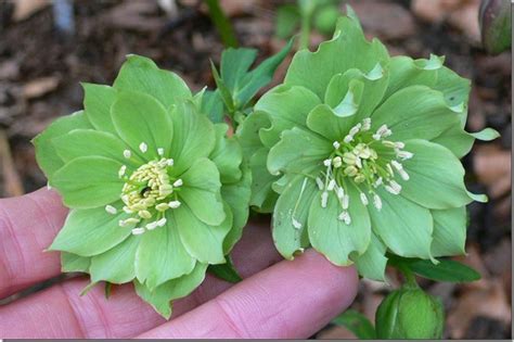 Green Flowered Hellebores | Deborah Silver & Co.