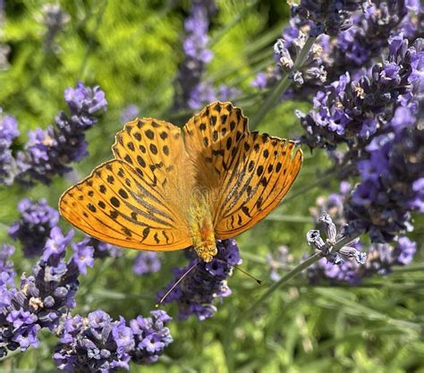 Imperial Mantle, Argynnis Paphia Stock Photo - Image of fleckenfalter, butterfly: 258621616