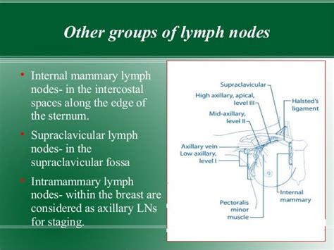 Anatomy and staging breast cancer