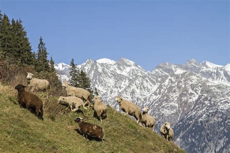 Sheeps in Switzerland stock photo. Image of sheeps, switzerland - 47069152