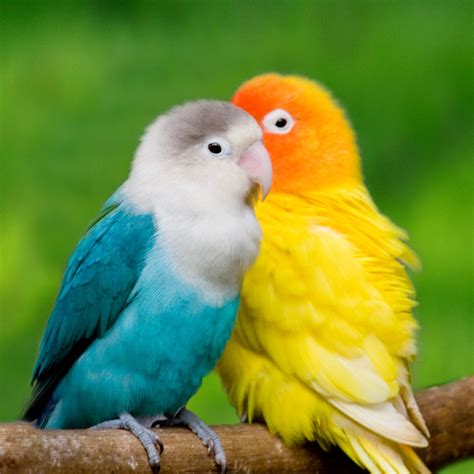 🔥 [76+] Wallpapers Of Love Birds | WallpaperSafari