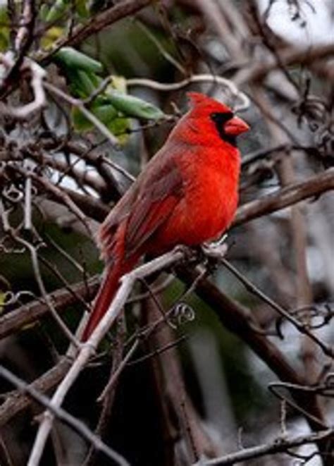 Best Tips to Attract Northern Cardinals to Your Yard | HubPages