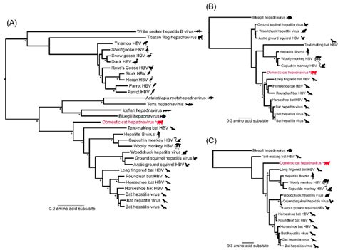 The Phylogenetic position of domestic cat hepadnavirus within the... | Download Scientific Diagram