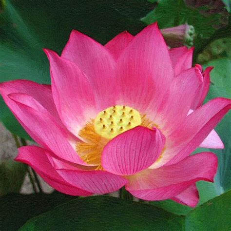 Pink Lotus Flower Painting by Dean Wittle - Fine Art America