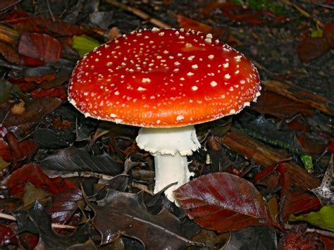 Free Images : nature, red, fungus, mushrooms, agaric, amanita muscaria ...