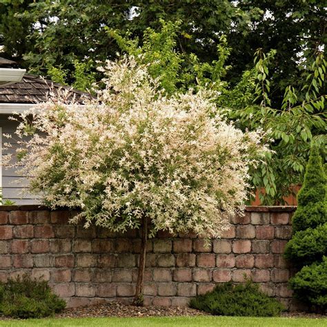 Buy Salix integra 'Hakuro Nishiki' | Flowering Shrubs | Bay Gardens