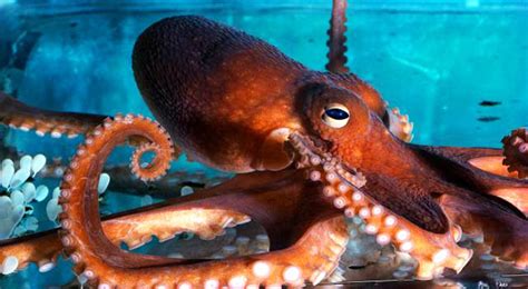 Octopus Eating A Crab - Video | eBaum's World