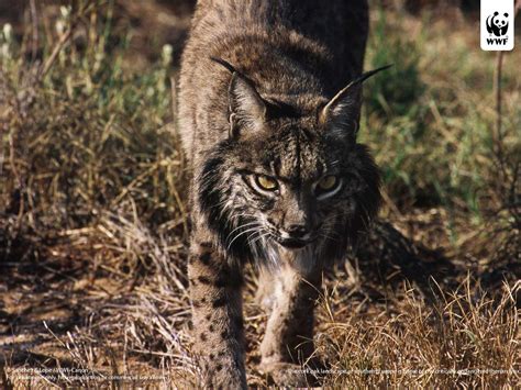 Let's Draw Endangered Species! : ): Iberian Lynx