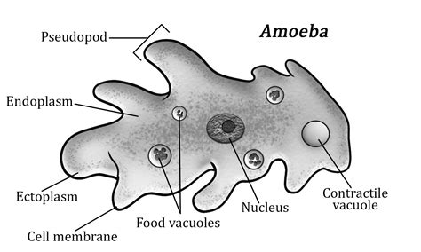 Amoeba Structure