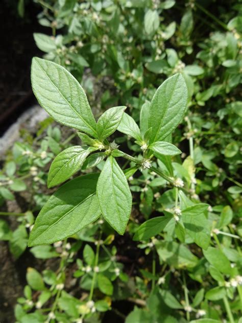 Herbs from Distant Lands: Alternanthera sessilis - Sessile Joyweed ...