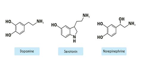 20+ Dopaminergic Neurons Stock Illustrations, Royalty-Free Vector Graphics & Clip Art - iStock