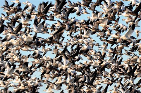 Spring Snow Geese - Iowa Wildlife Federation