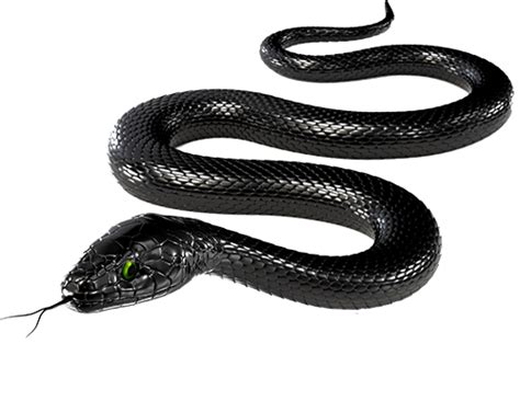 Black Snake Transparent Image Transparent HQ PNG Download | FreePNGimg