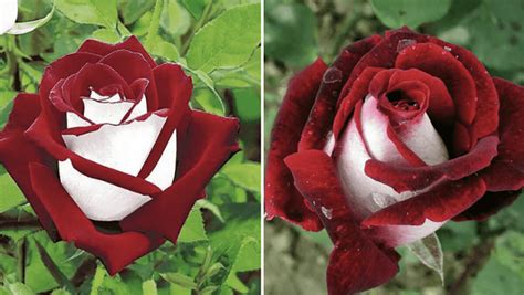 These two-color rare roses are in demand after becoming a social media ...