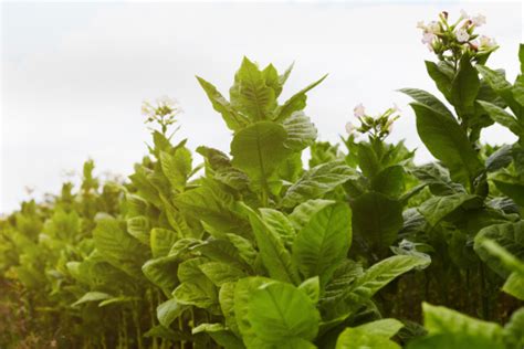 Free picture: tobacco, flowering