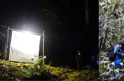 Insect light-trapping in progress. Figure 2. Setting-up a fruit-baited ...