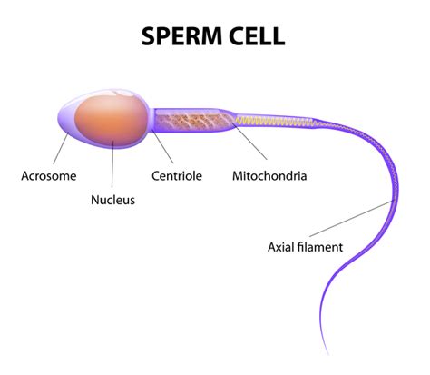 Macrozoospermia: MedlinePlus Genetics